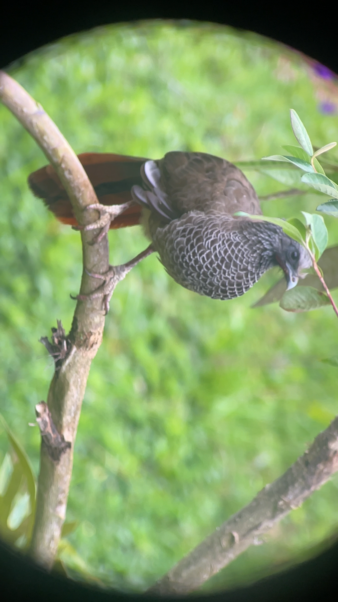 Colombian Chachalaca - ML646145401