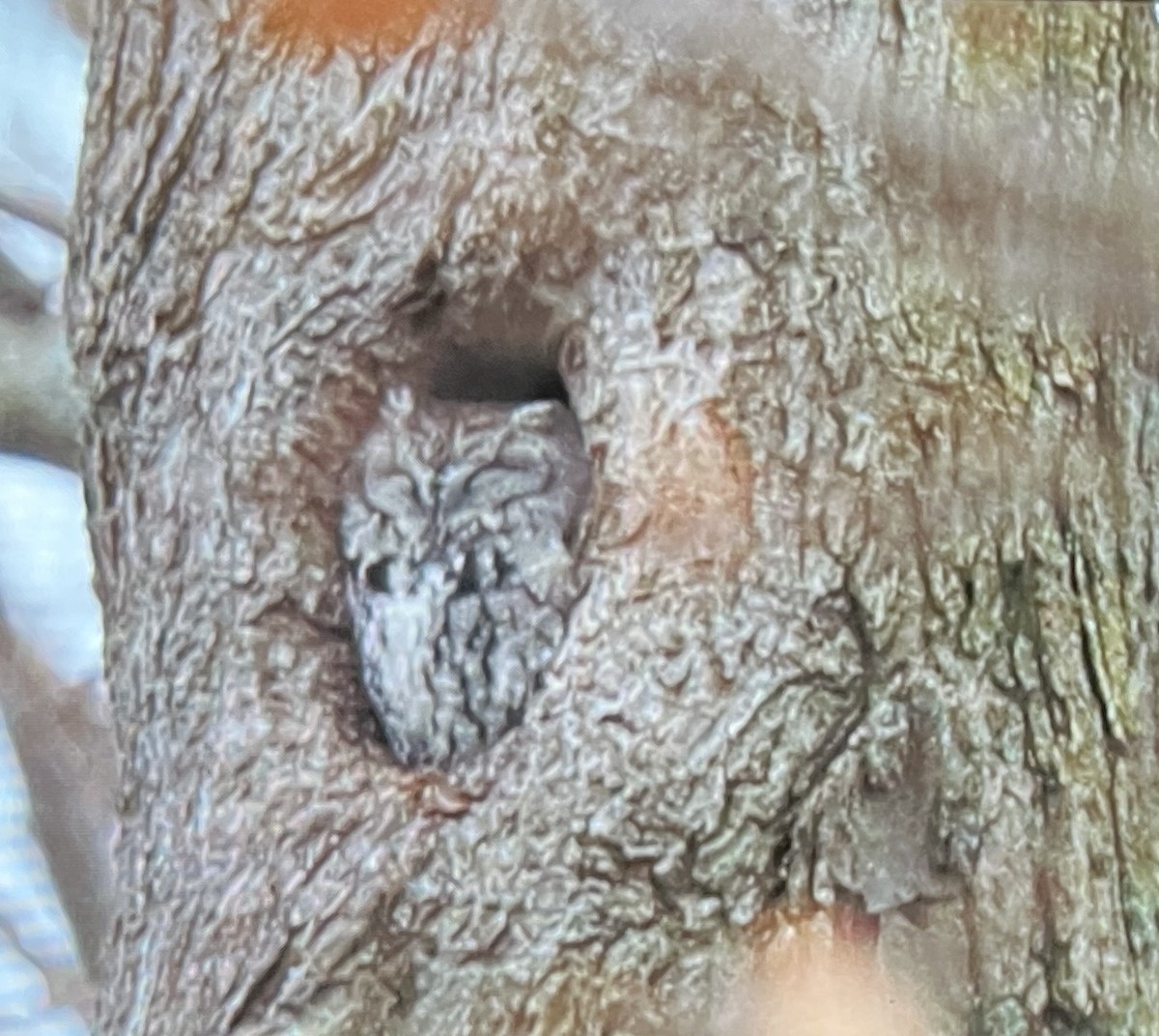 Eastern Screech-Owl - ML646145403