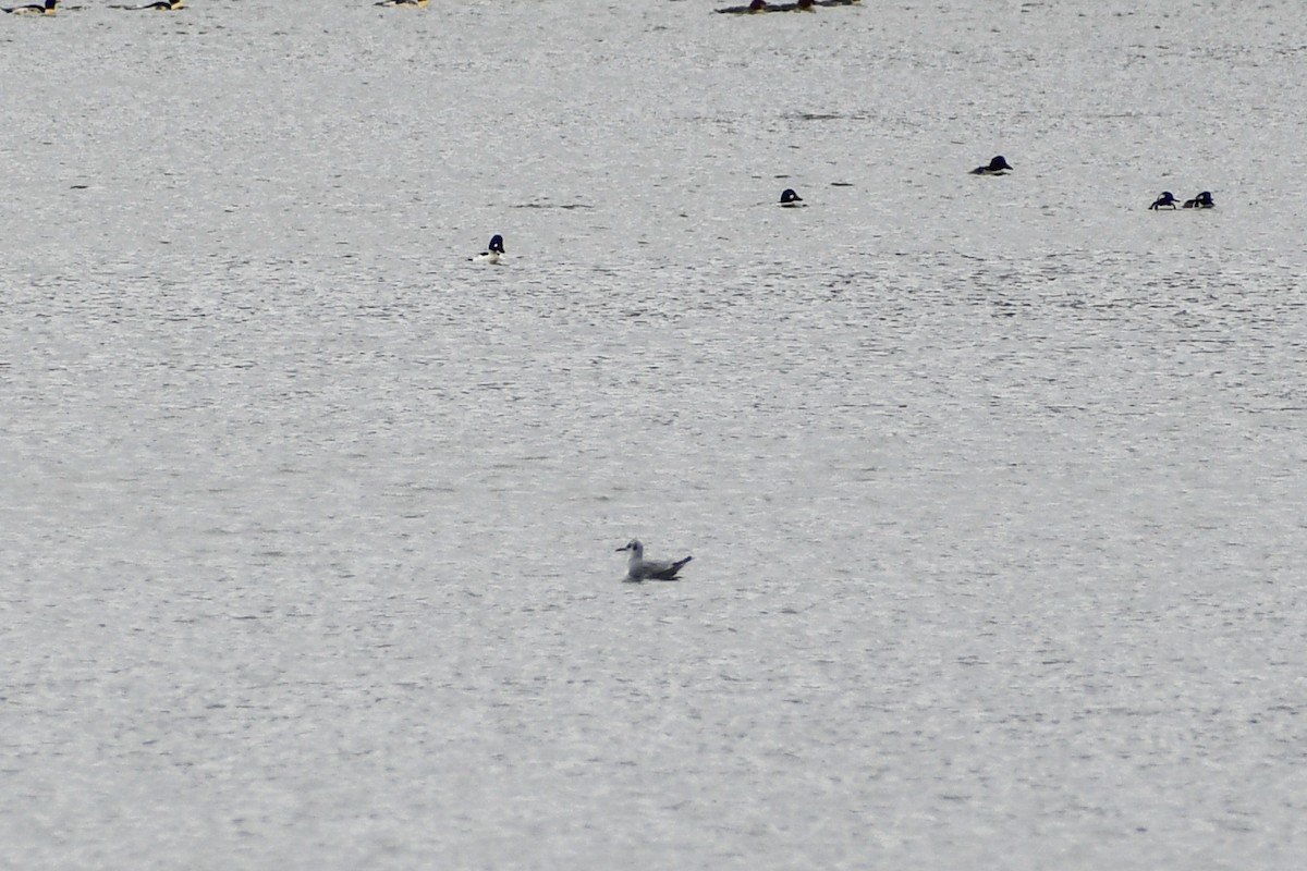 ボナパルトカモメ - ML646145404