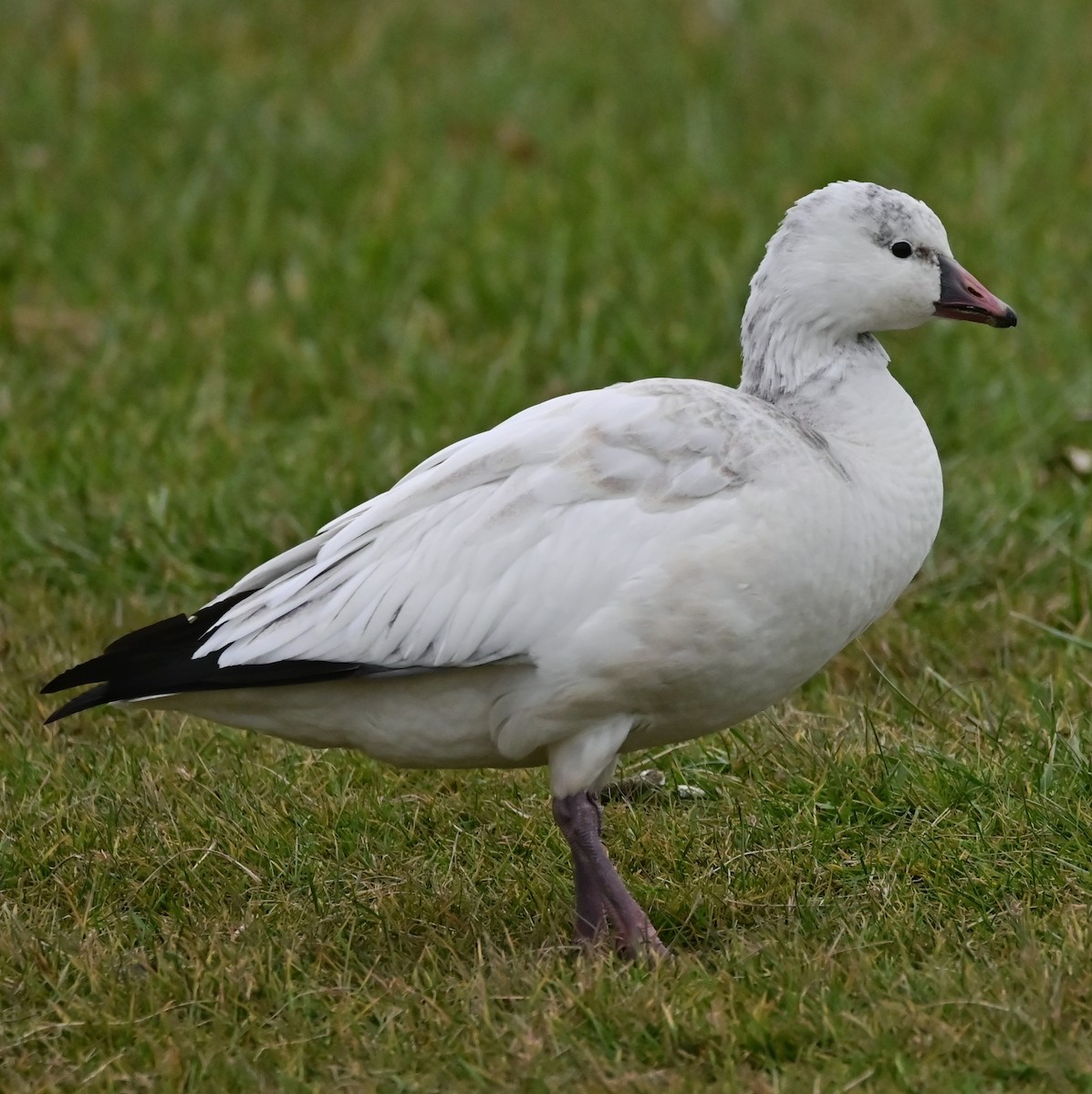 husa bělostná - ML646145405