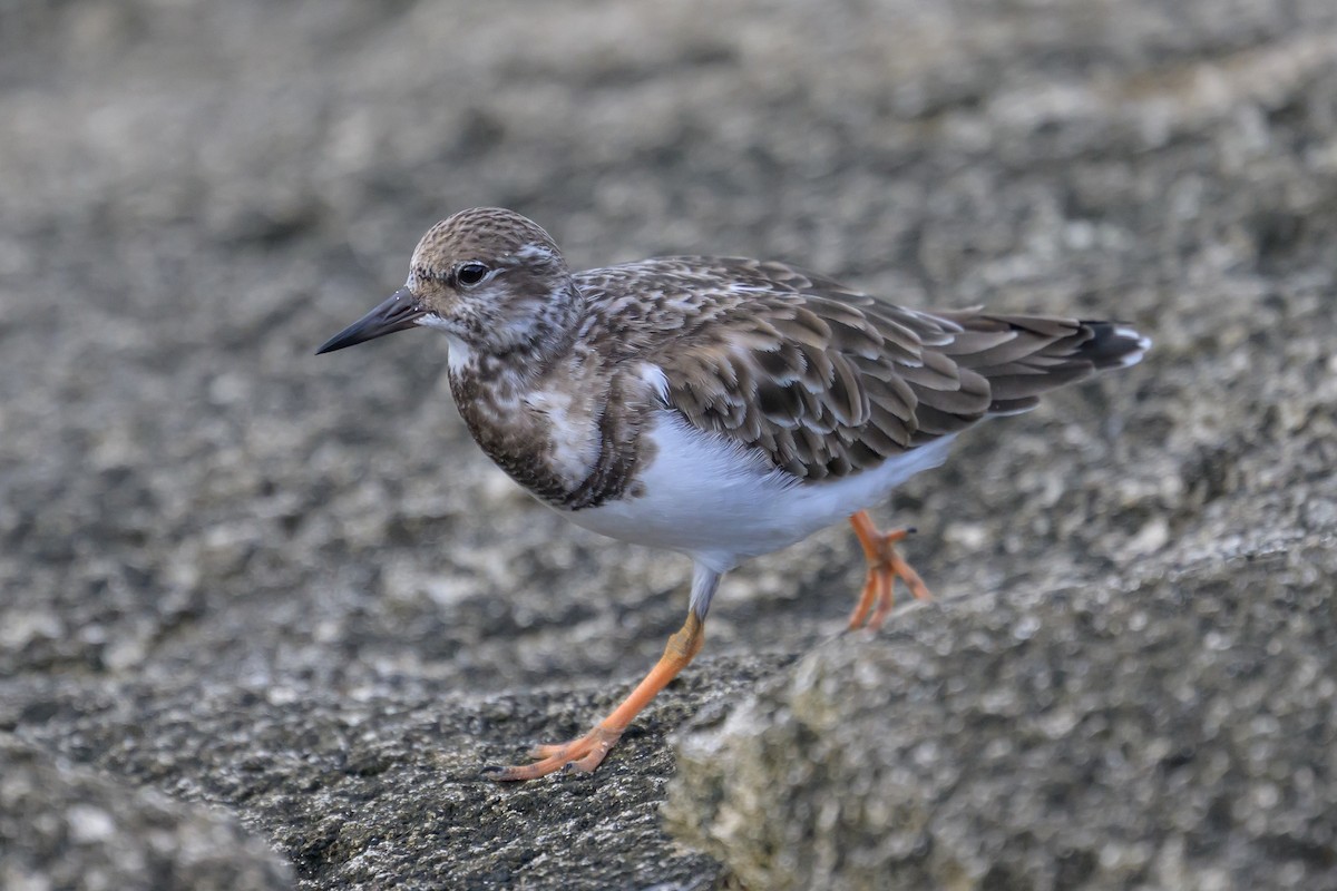 Ruddy Turnstone - ML646145408