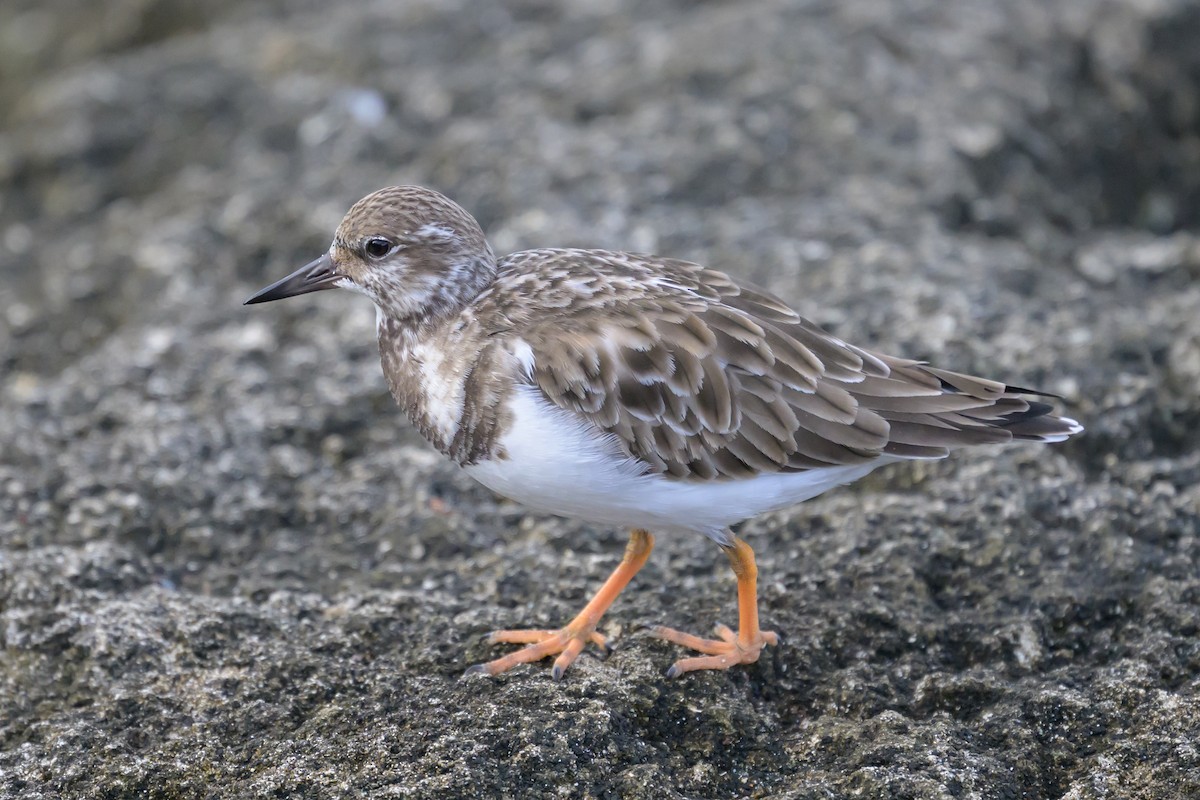 Ruddy Turnstone - ML646145409