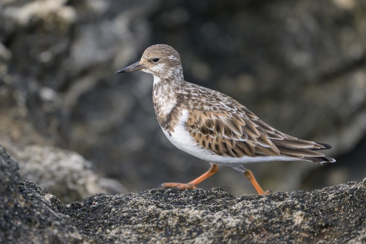 Ruddy Turnstone - ML646145410