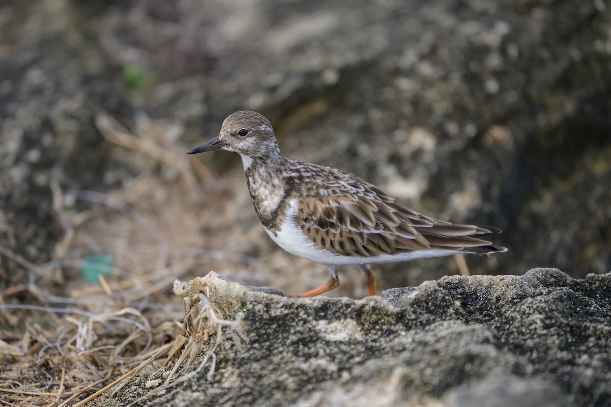 Ruddy Turnstone - ML646145411