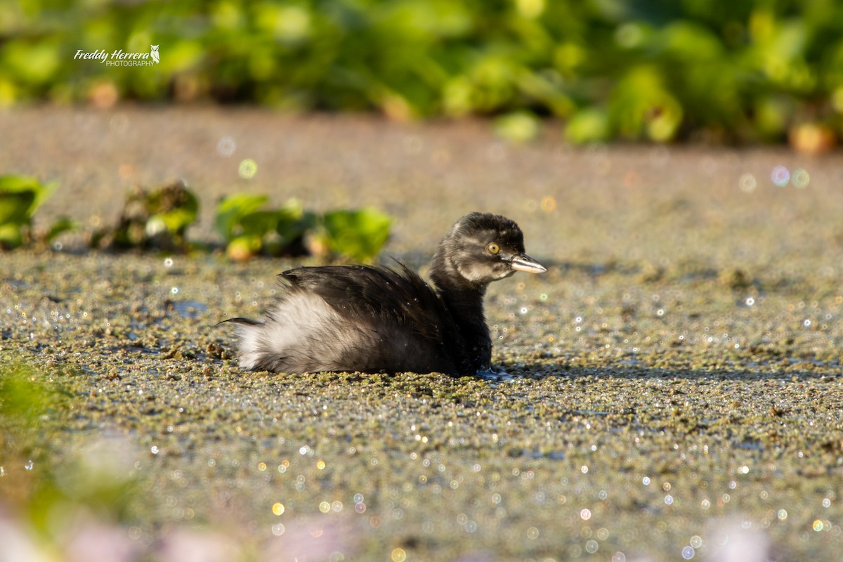 Least Grebe - ML646145416