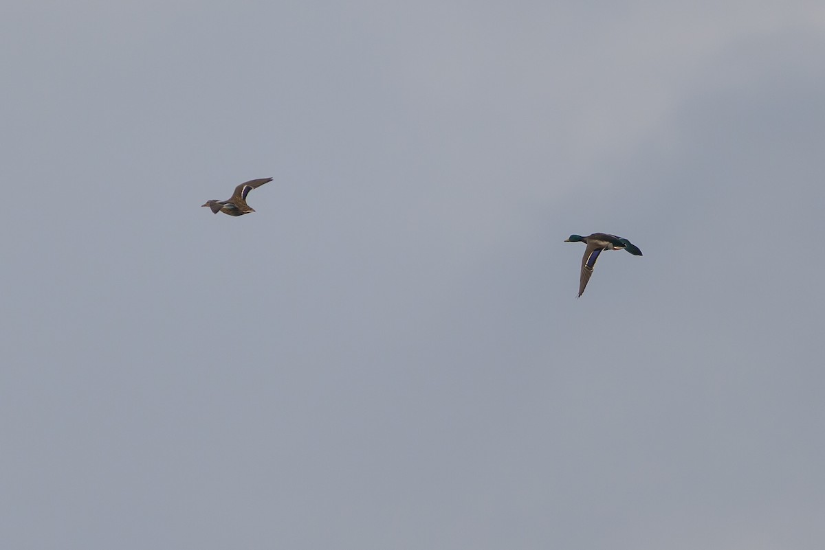 Mallard - ML646145419