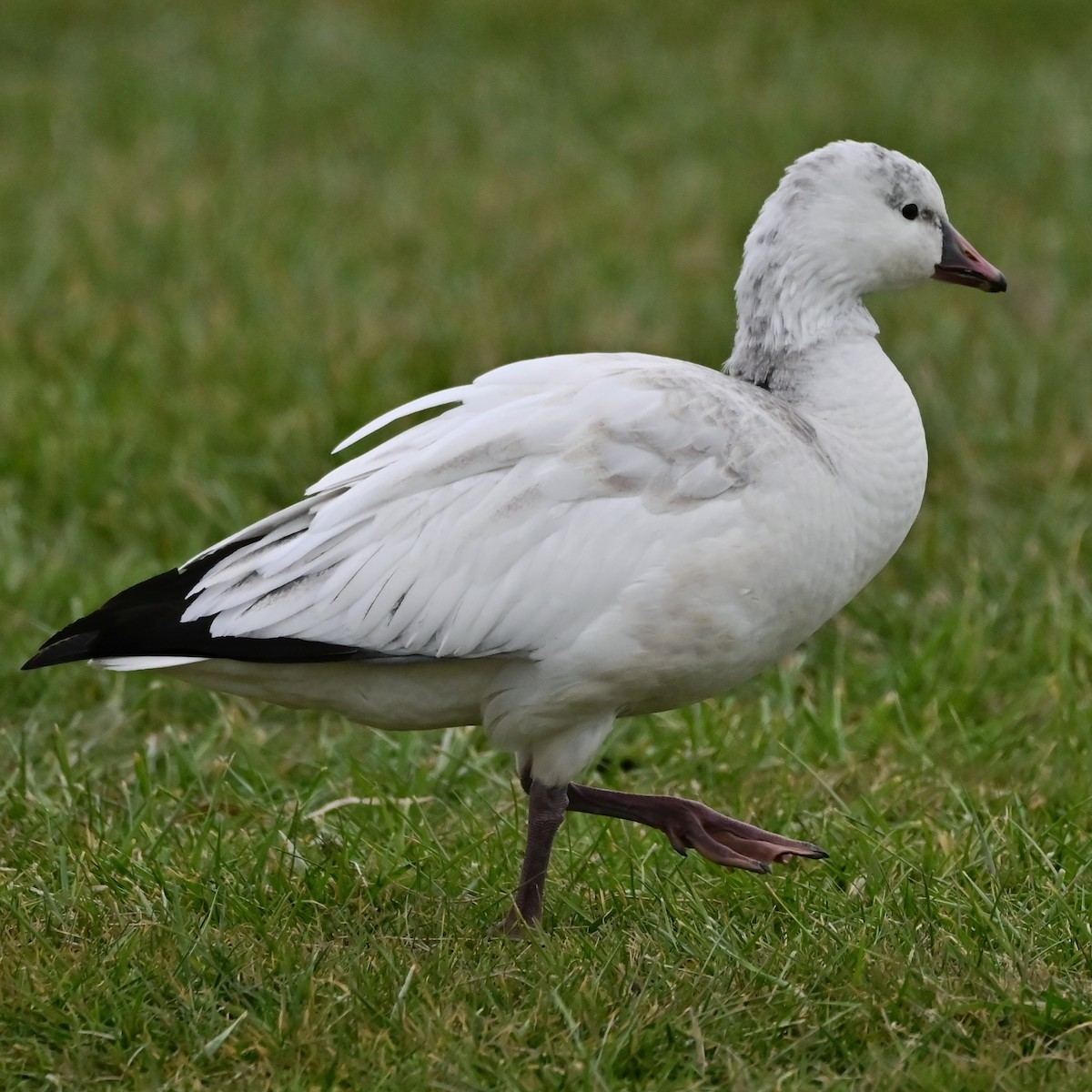 husa bělostná - ML646145420