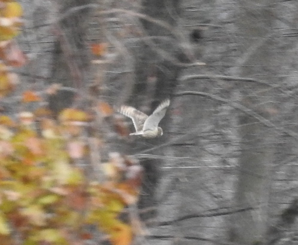 Short-eared Owl - ML646145422