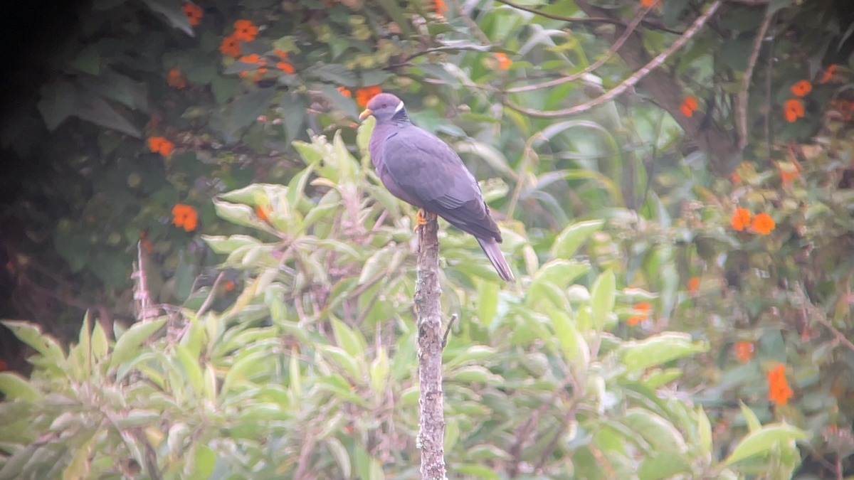 Band-tailed Pigeon - ML646145424