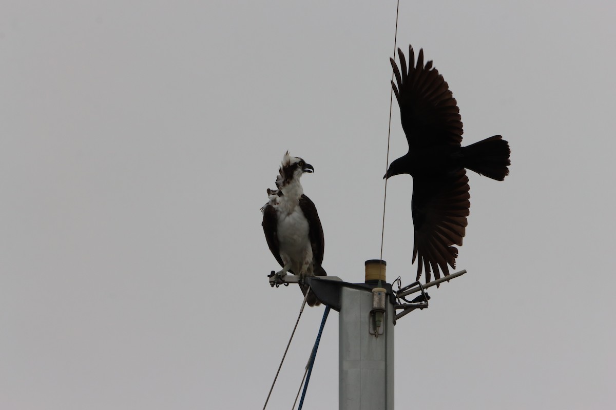 Osprey - ML646145432