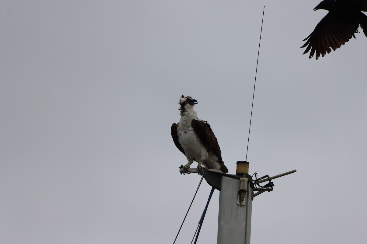 Osprey - ML646145433