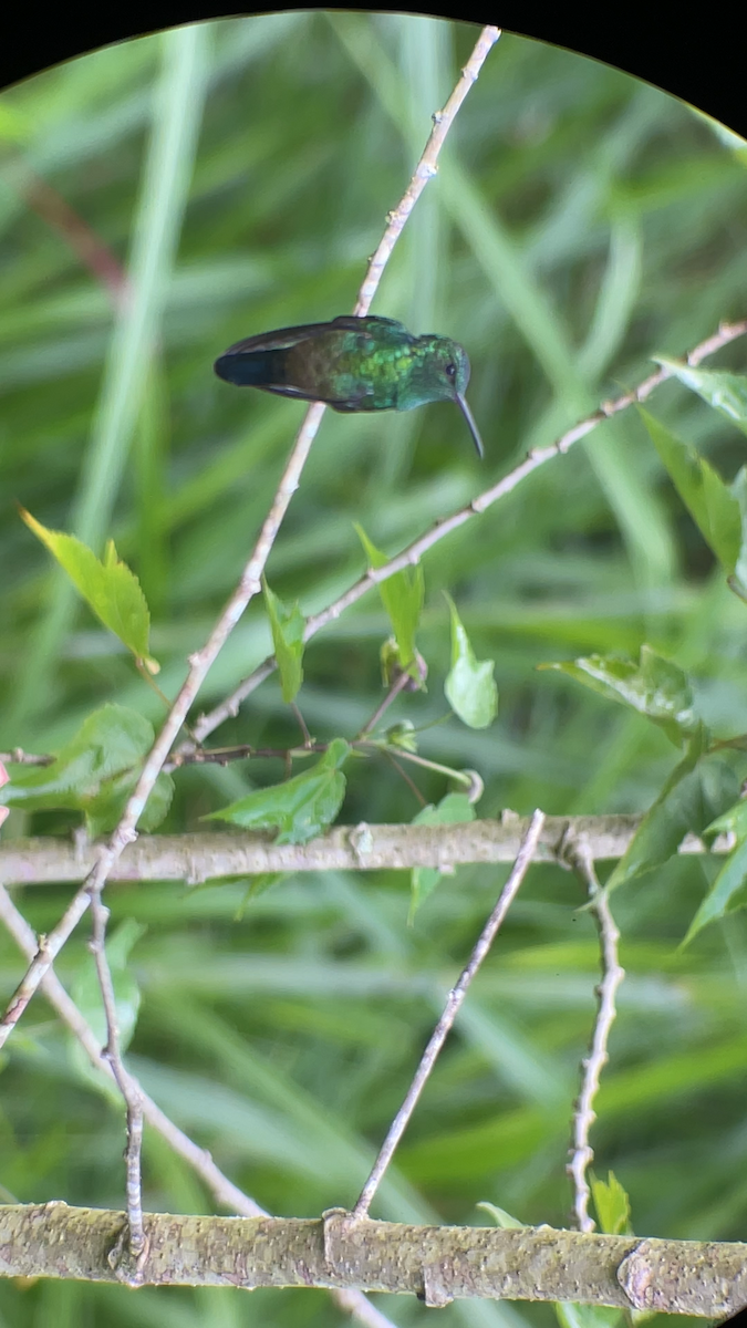 Steely-vented Hummingbird - ML646145434