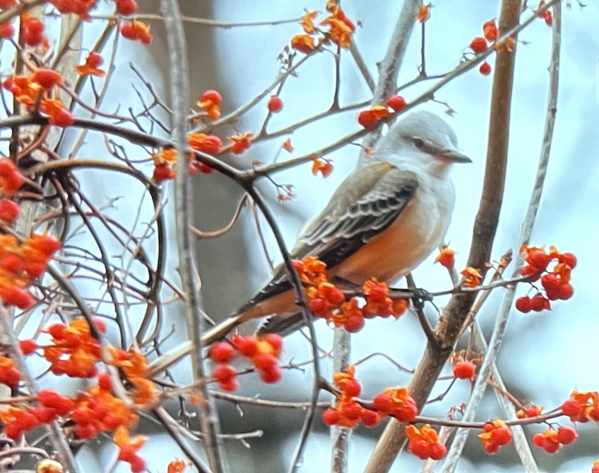 Scissor-tailed Flycatcher - ML646145445