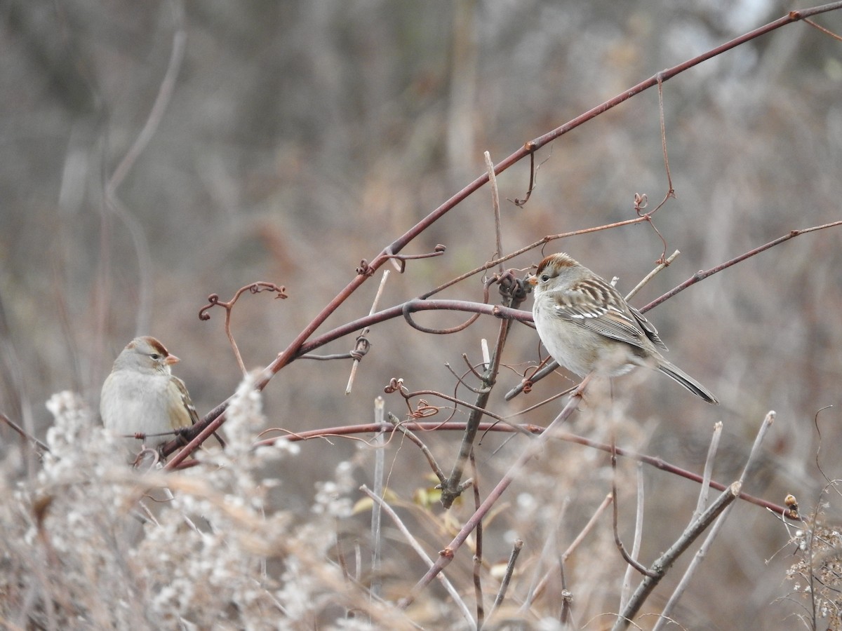 White-crowned Sparrow (Dark-lored) - ML646145446