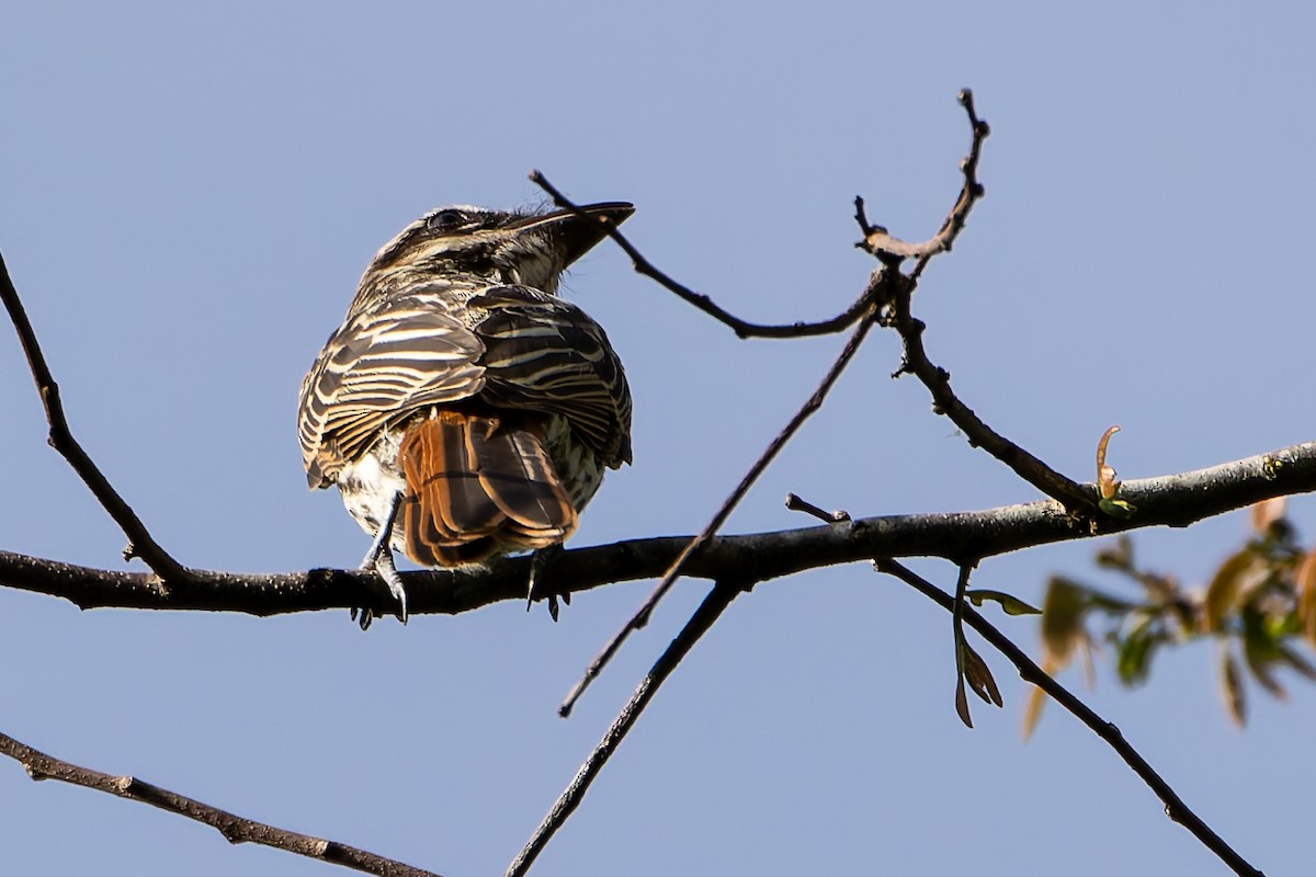 Streaked Flycatcher - ML646145447