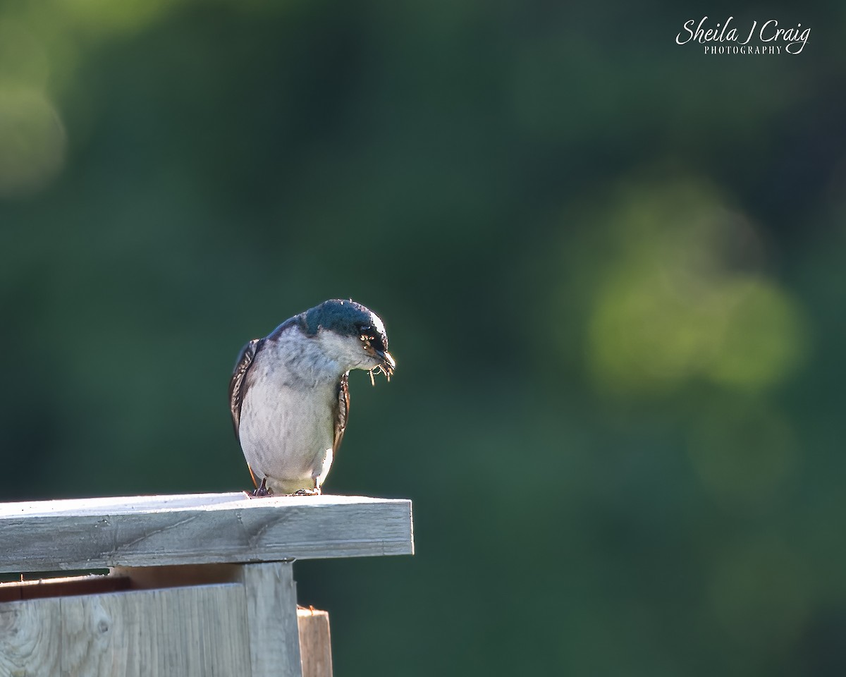Tree Swallow - ML646145448