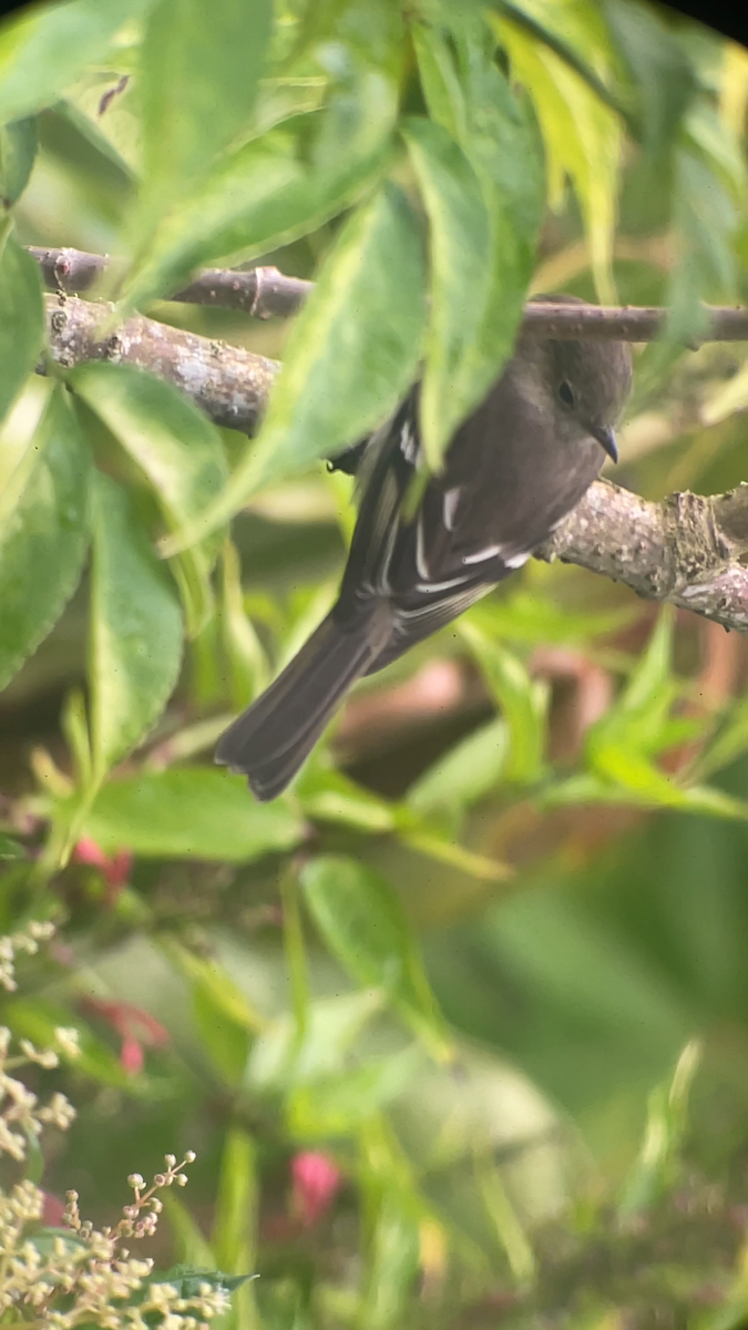 Sierran Elaenia - ML646145449