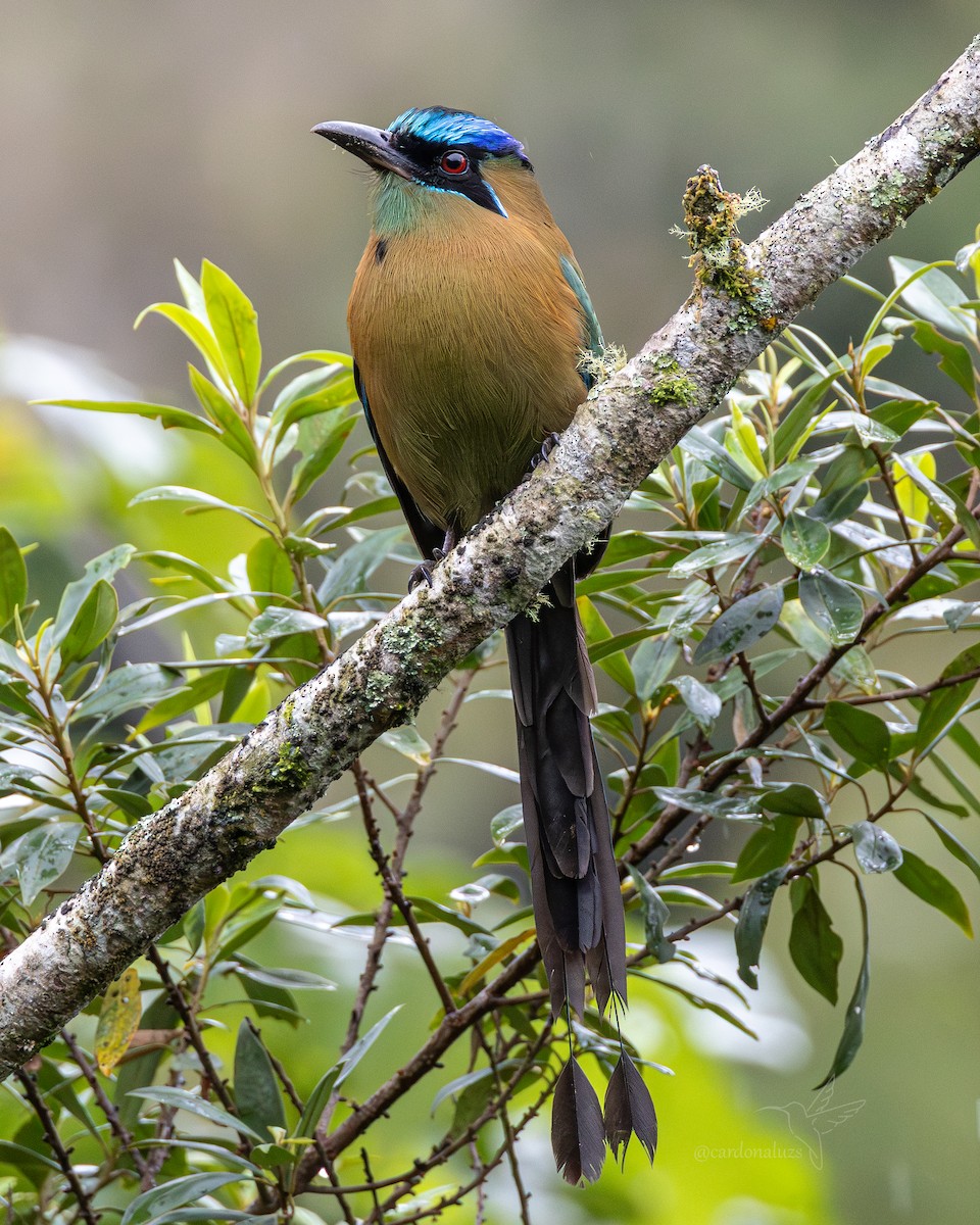 Lesson's Motmot - ML646145450