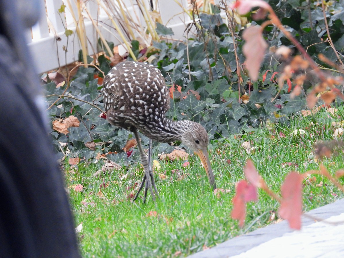 Limpkin - ML646145451