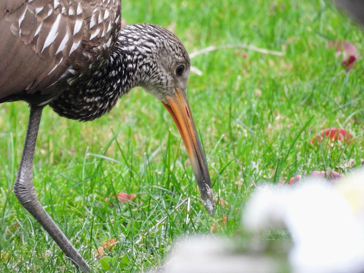 Limpkin - ML646145452