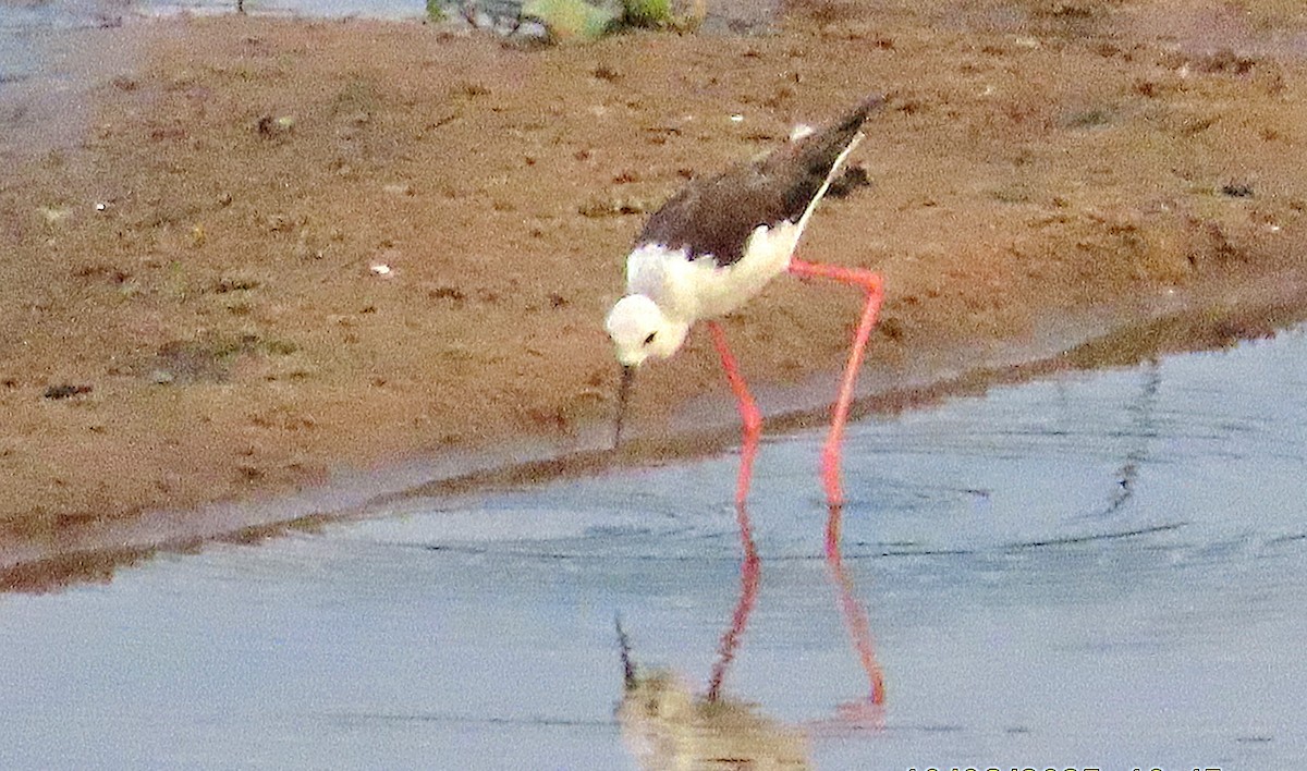Black-winged Stilt - ML646145453