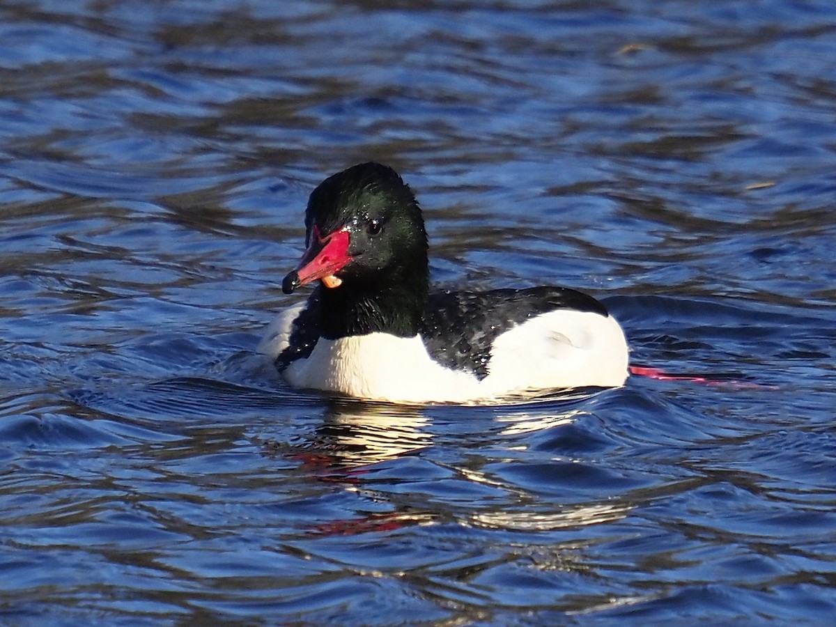 Common Merganser - ML646145455