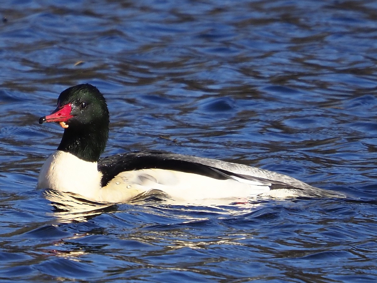Common Merganser - ML646145456