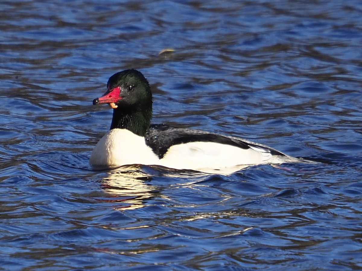 Common Merganser - ML646145457