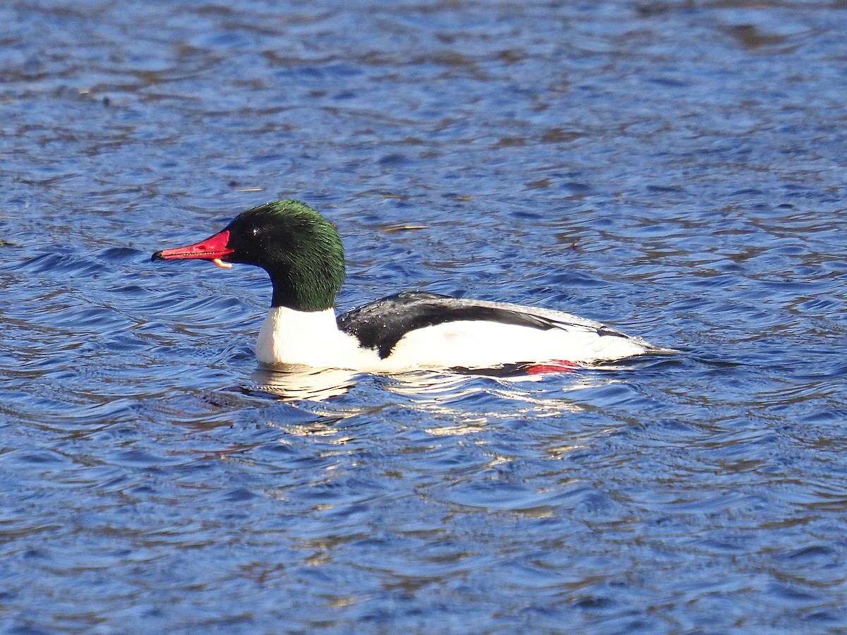 Common Merganser - ML646145458