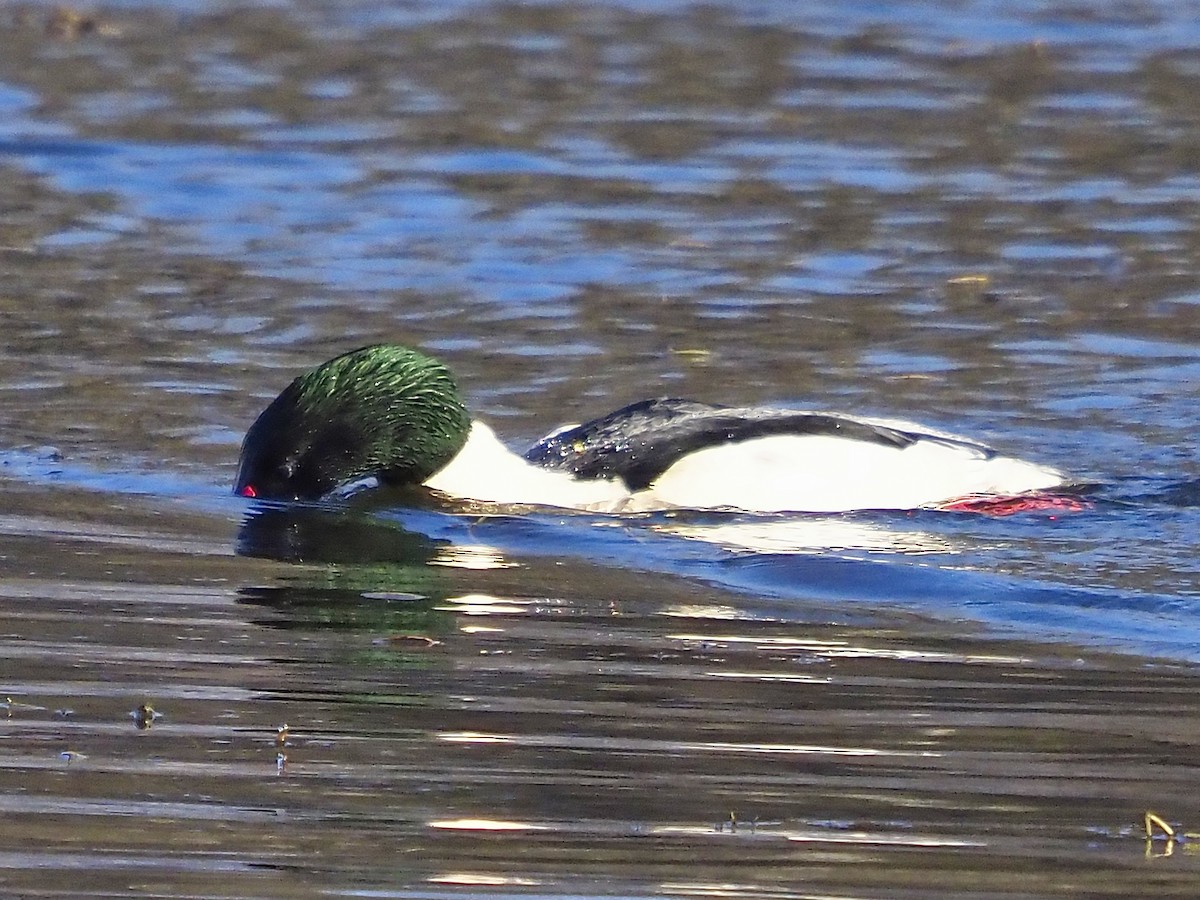 Common Merganser - ML646145459