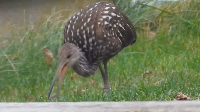 Limpkin - ML646145460