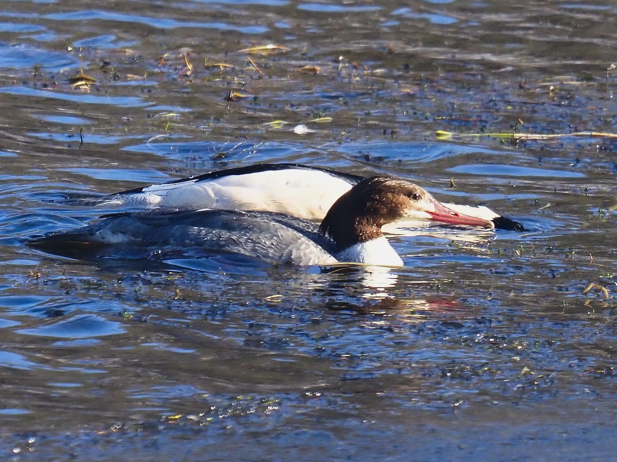 Common Merganser - ML646145461