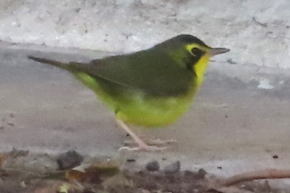 Kentucky Warbler - ML646145462