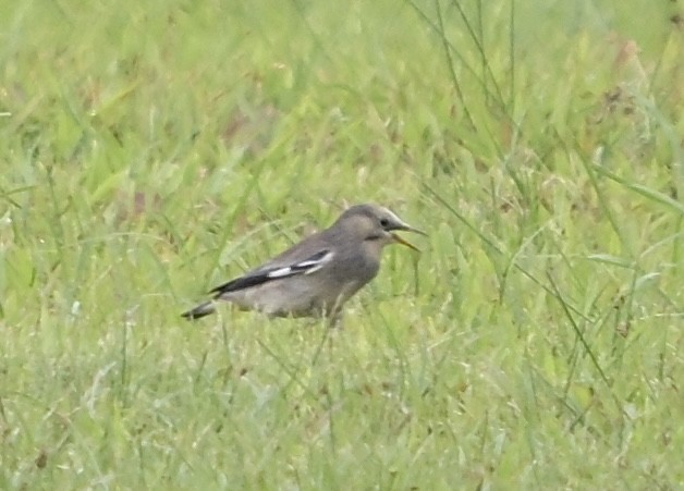 絲光椋鳥 - ML646145464