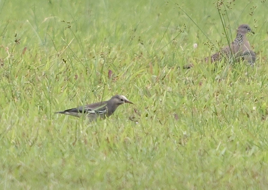 絲光椋鳥 - ML646145465