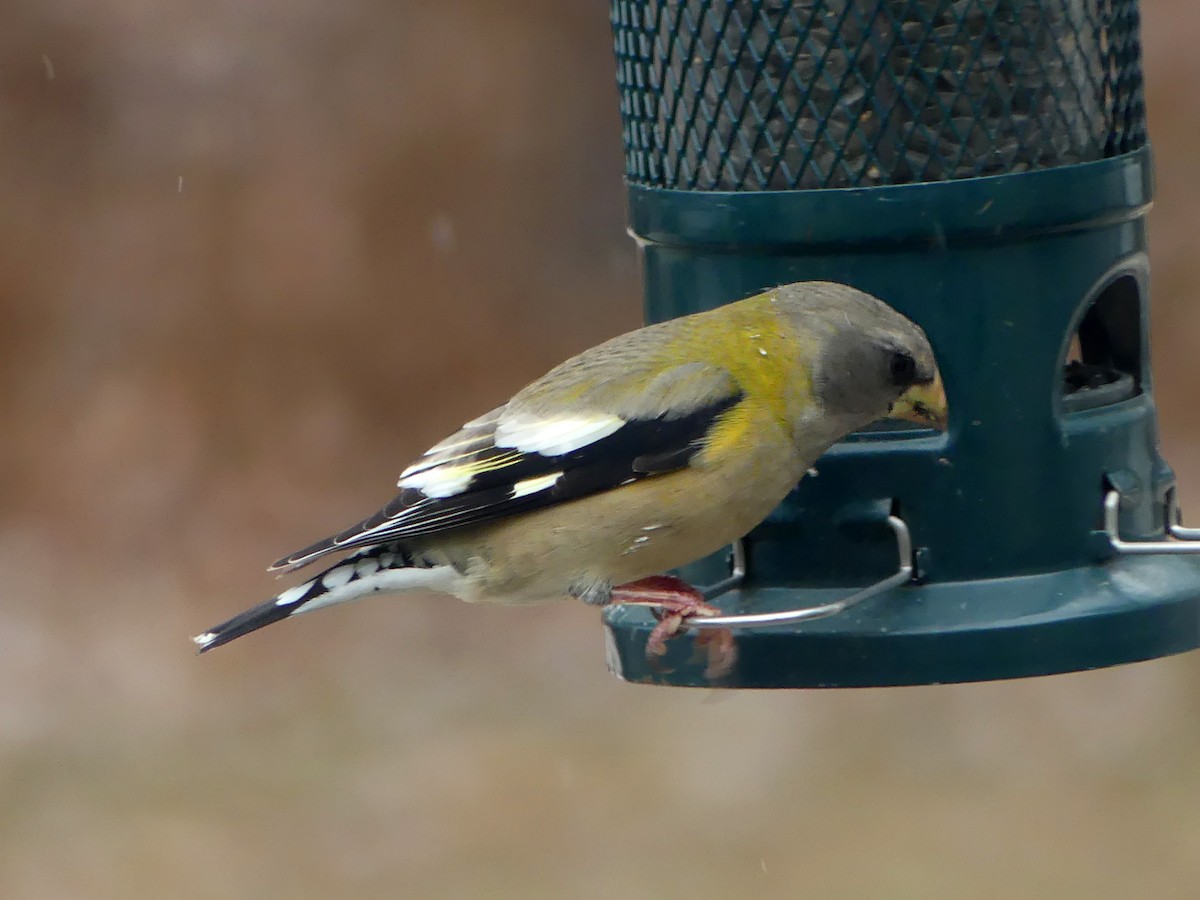 Evening Grosbeak - ML646145466