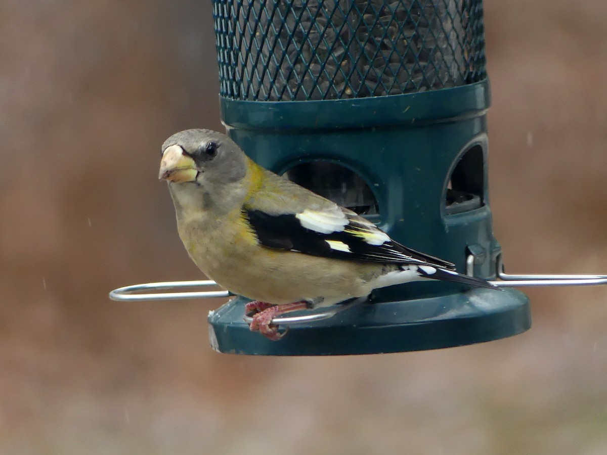 Evening Grosbeak - ML646145467