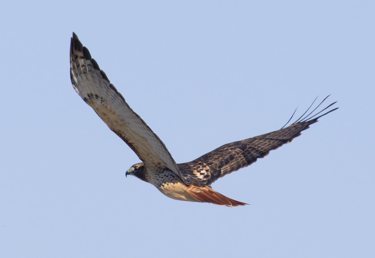 Rotschwanzbussard (borealis) - ML646145472