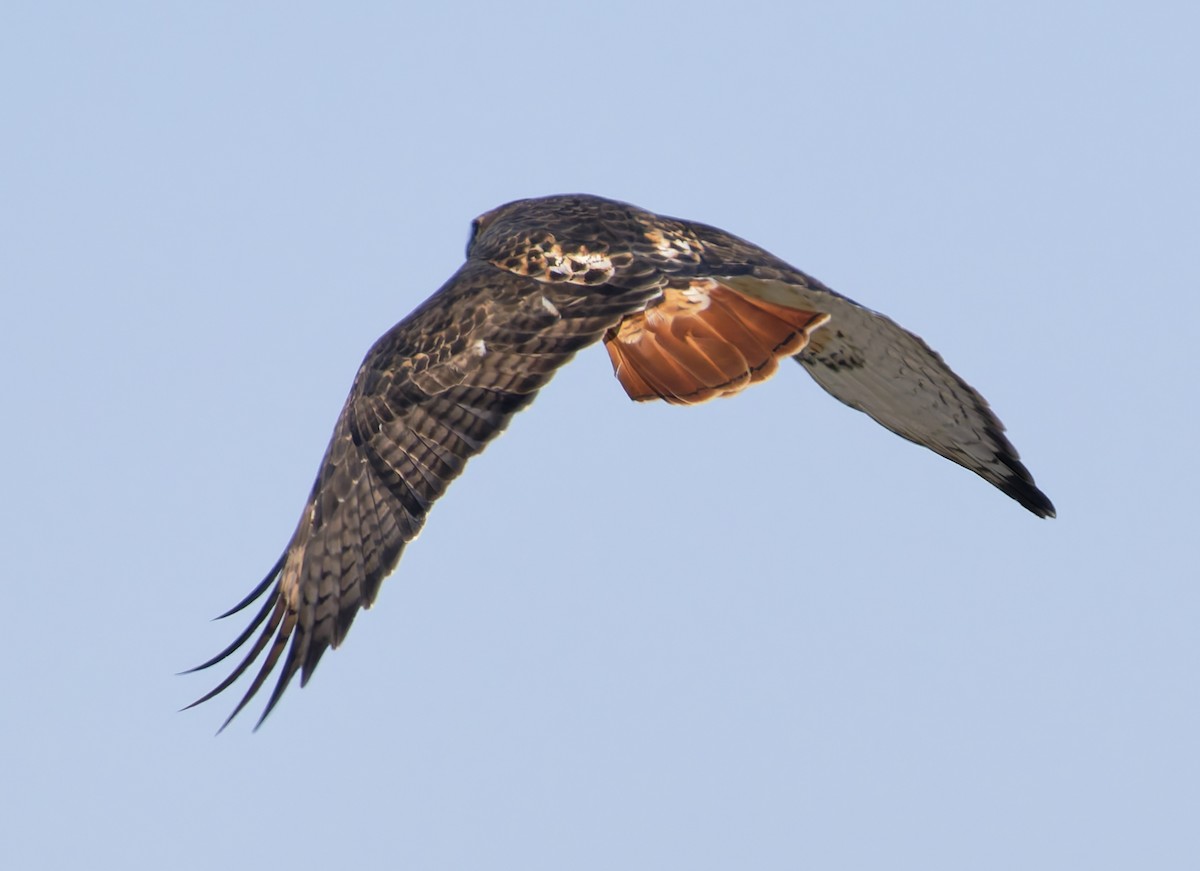 Rotschwanzbussard (borealis) - ML646145473