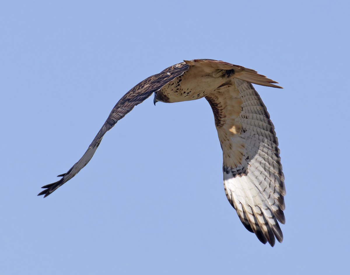 Rotschwanzbussard (borealis) - ML646145474