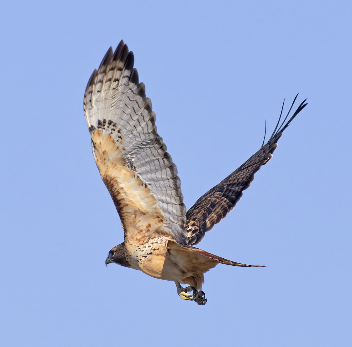 Rotschwanzbussard (borealis) - ML646145475