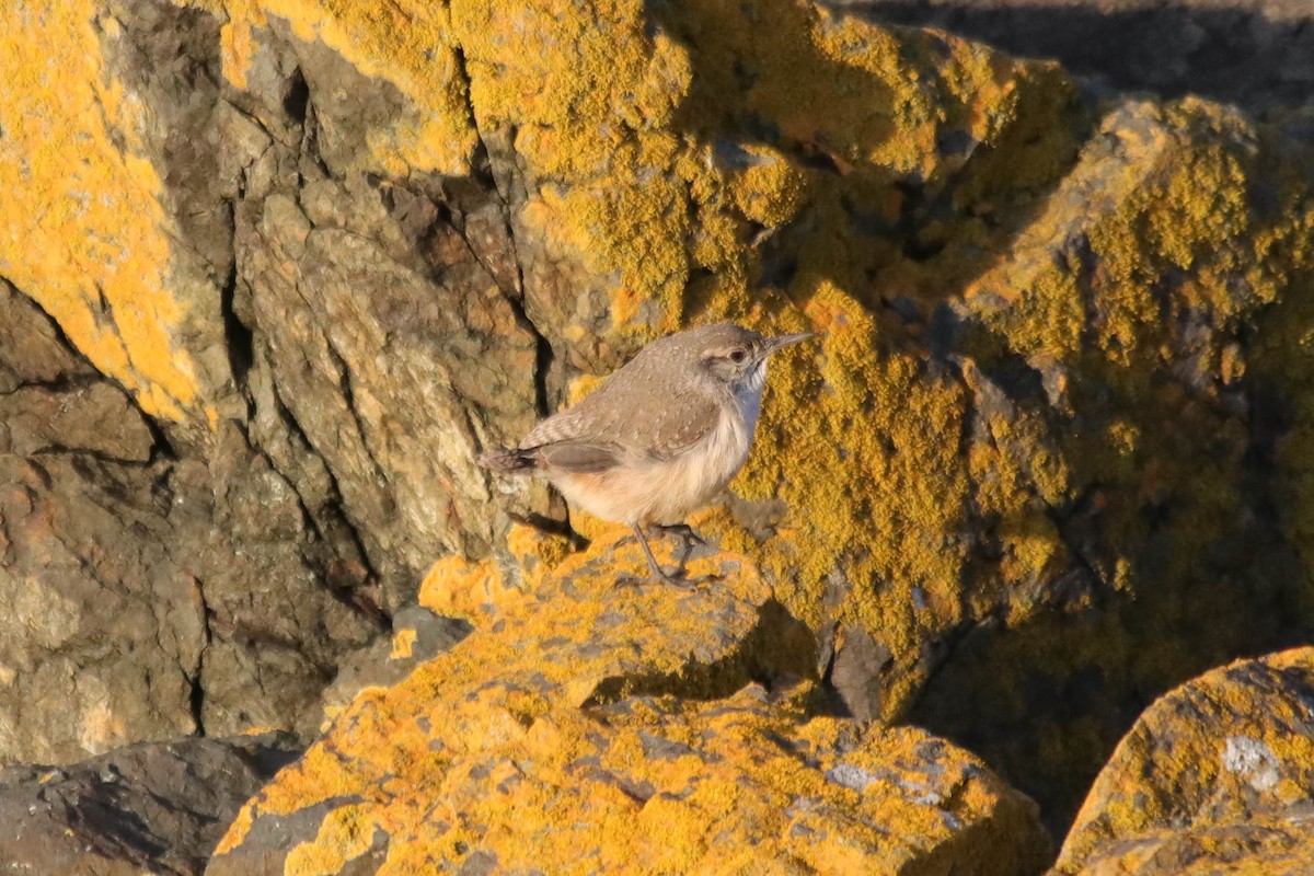 Rock Wren - ML646145477