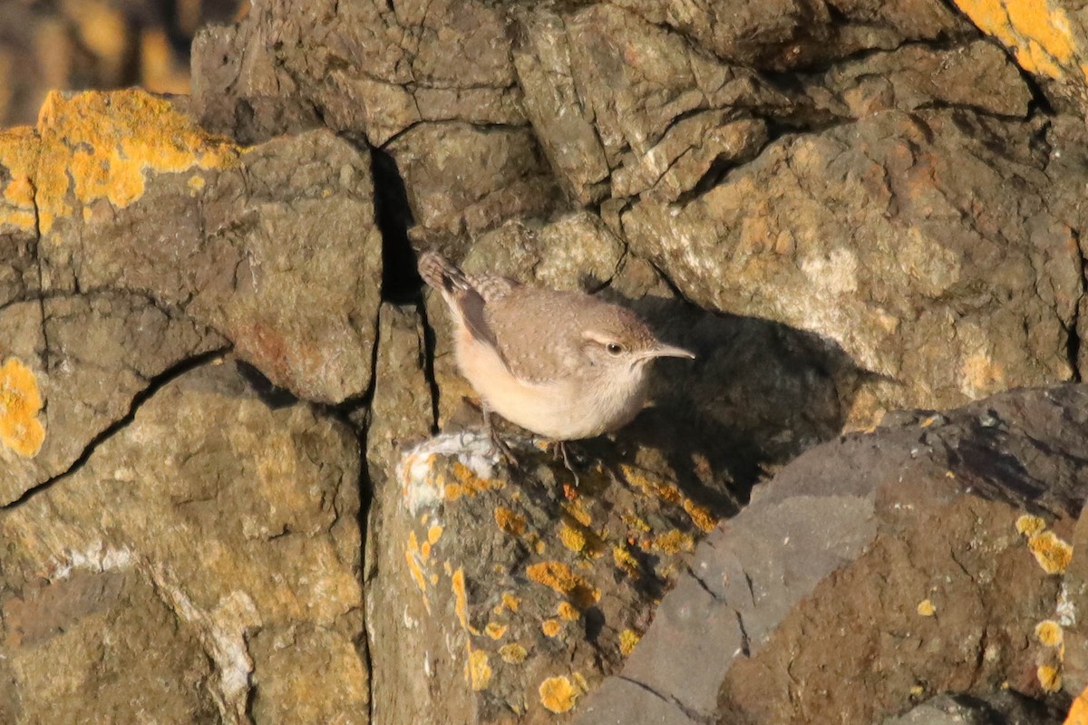 Rock Wren - ML646145478