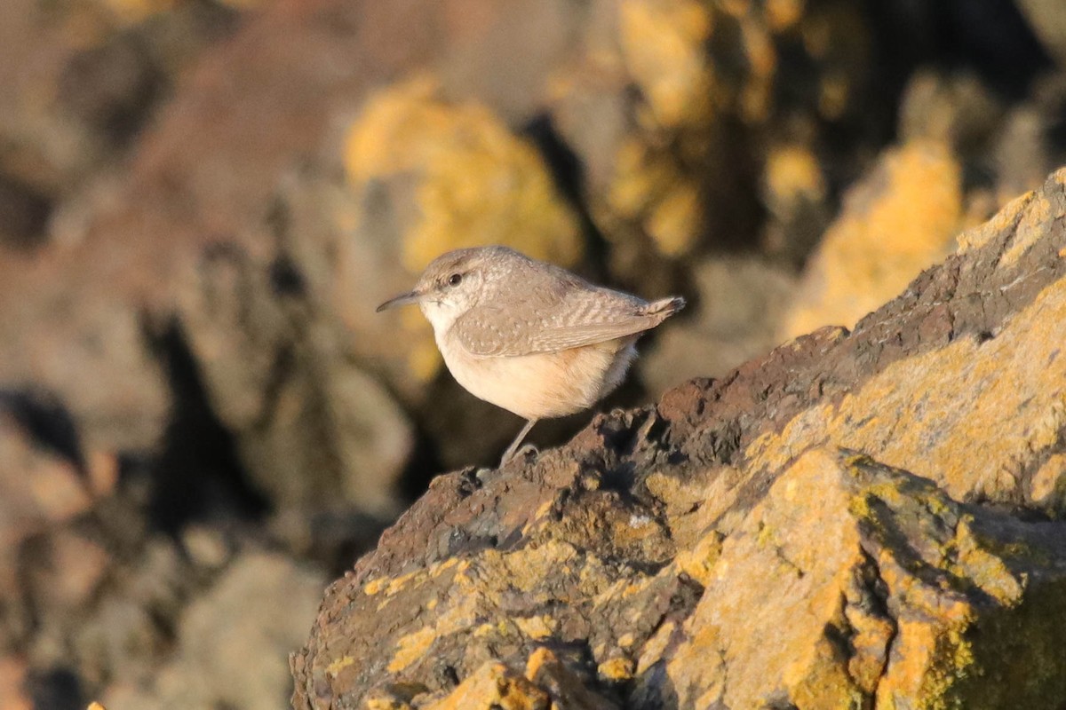 Rock Wren - ML646145479