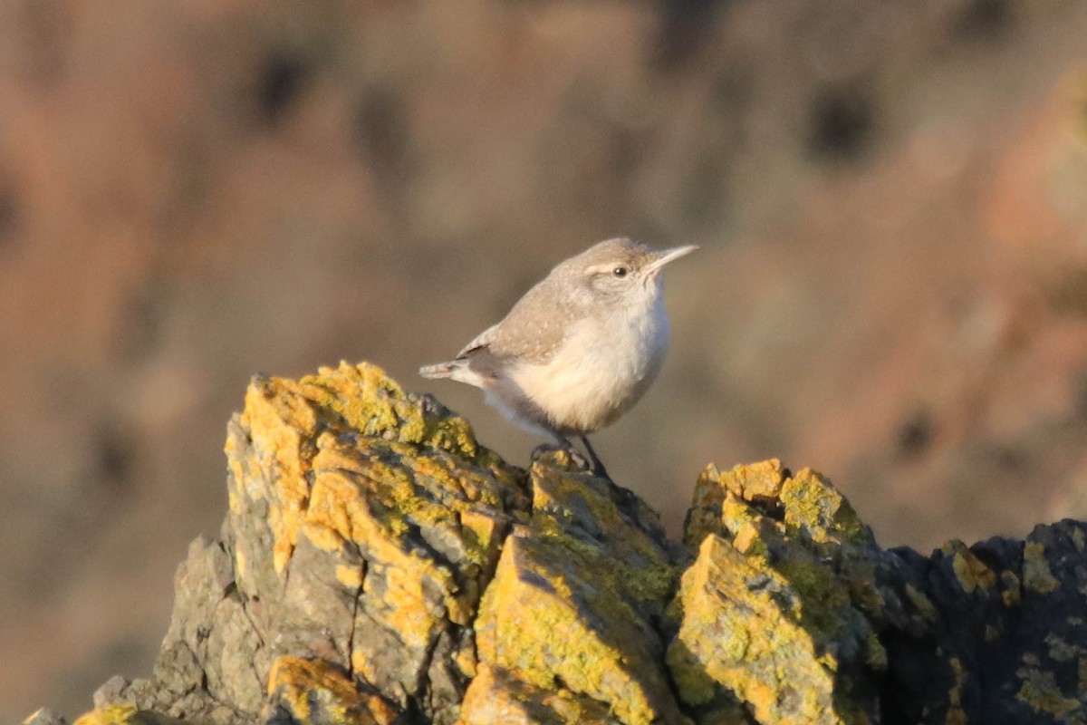 Rock Wren - ML646145480