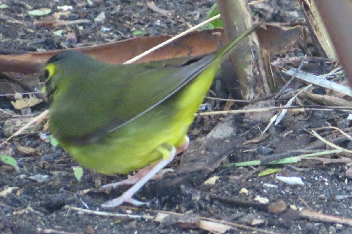 Kentucky Warbler - ML646145483