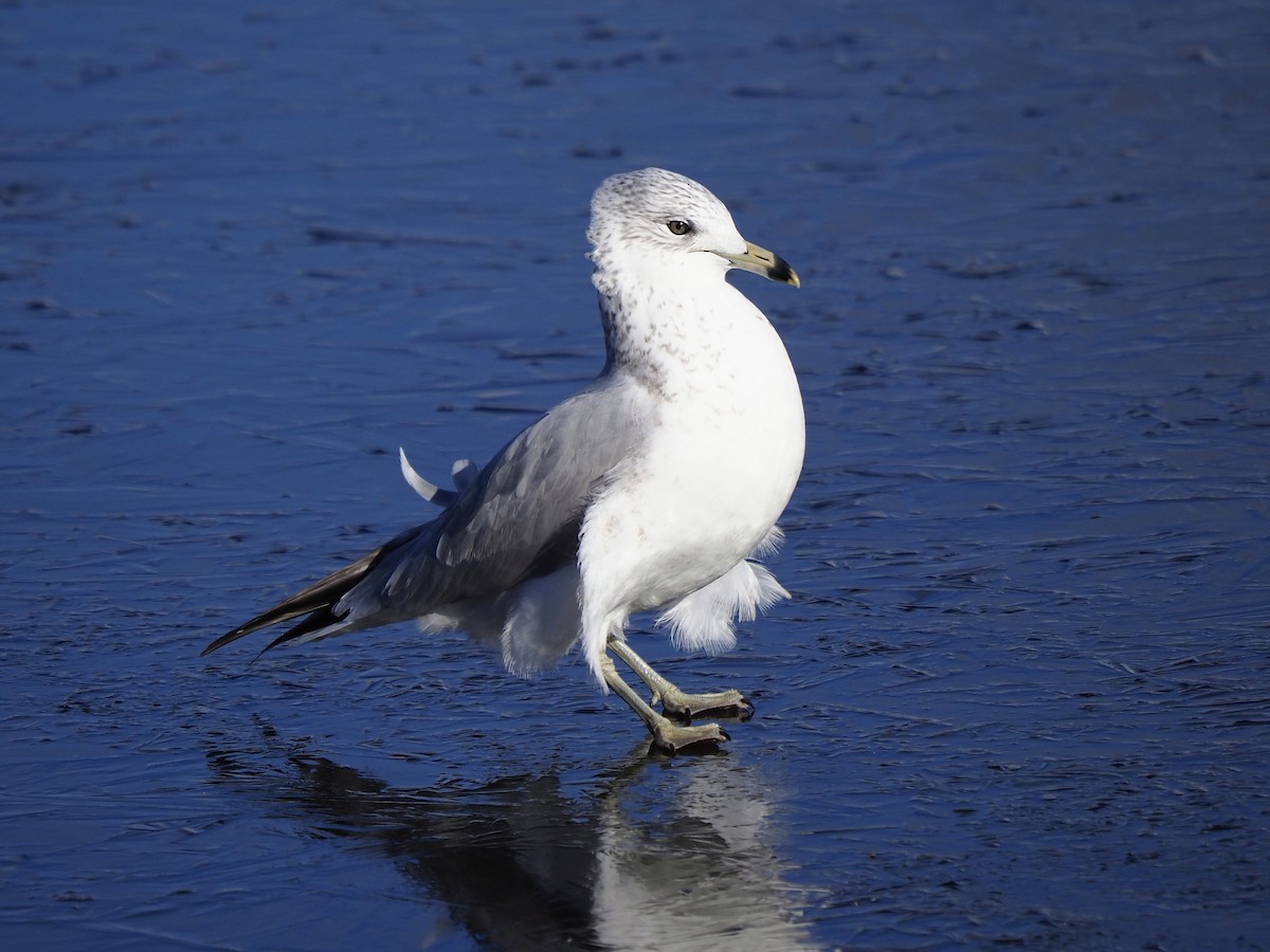 Ring-billed Gull - ML646145485