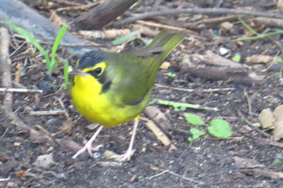 Kentucky Warbler - ML646145488
