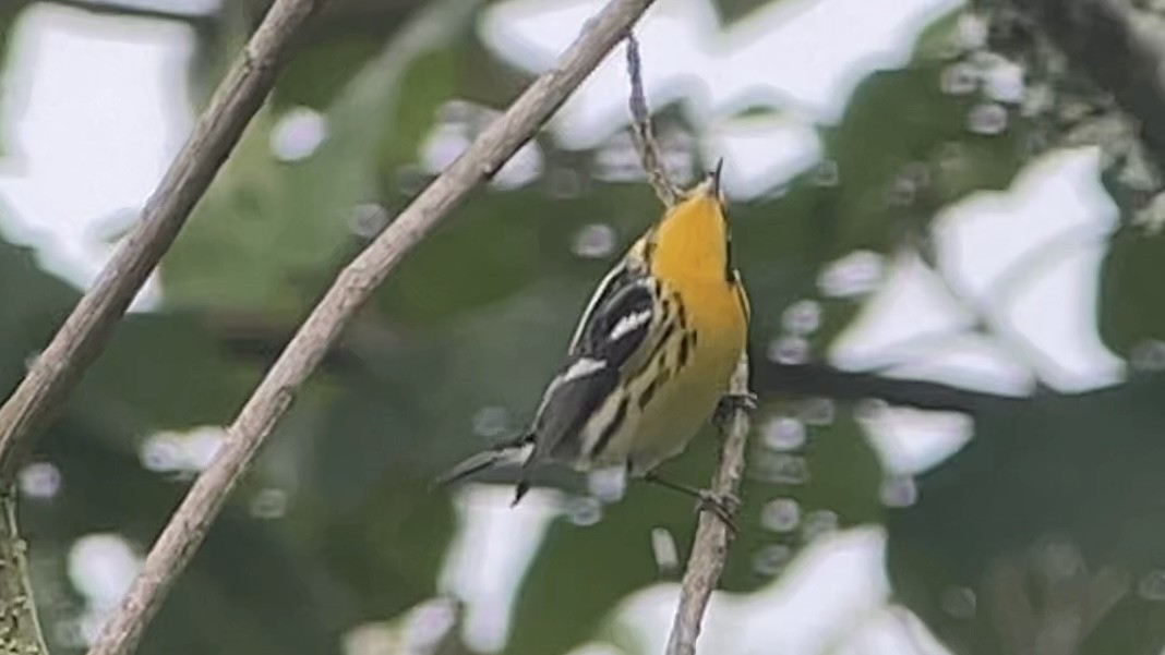 Reinita Gorjinaranja - ML646145490