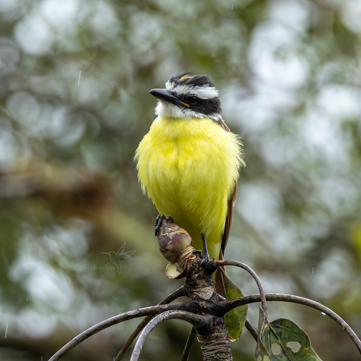 Great Kiskadee - ML646145493